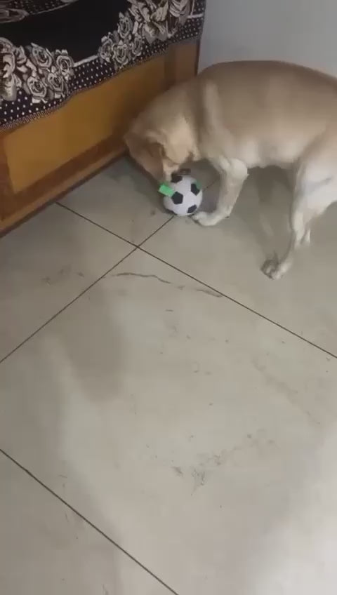 LARGE DOG FOOTBALL