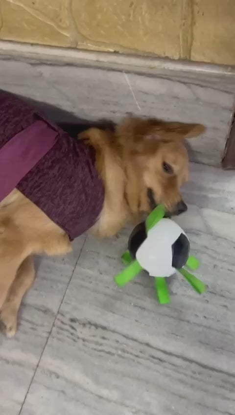 LARGE DOG FOOTBALL