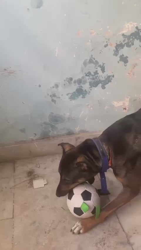 LARGE DOG FOOTBALL